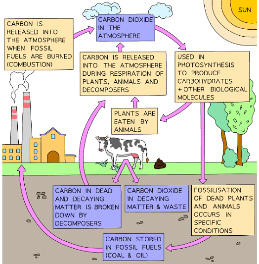 The carbon cycle