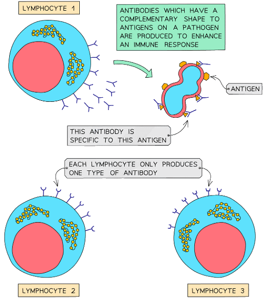 The lymphocytes produce antibodies that are specific to the antigen on the pathogen