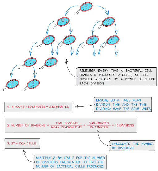Culturing Microorganisms | Biology for Grade 10
