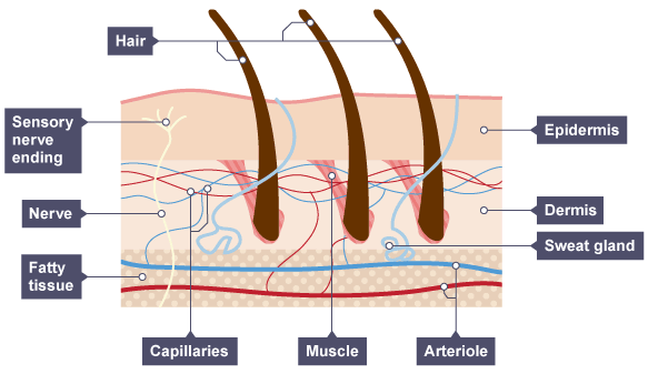 A cross-section of skin