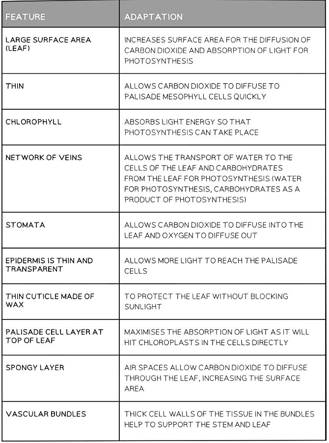 Plant Tissues | Biology for Grade 10