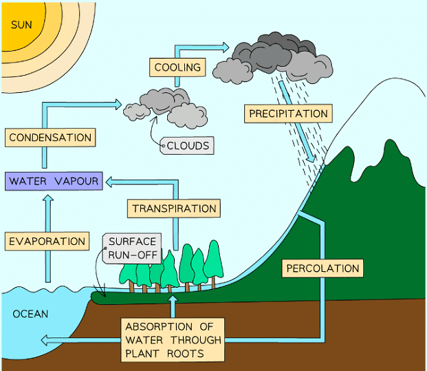 The water cycle