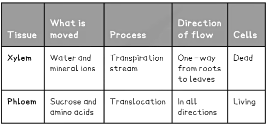 Translocation | Biology for Grade 10