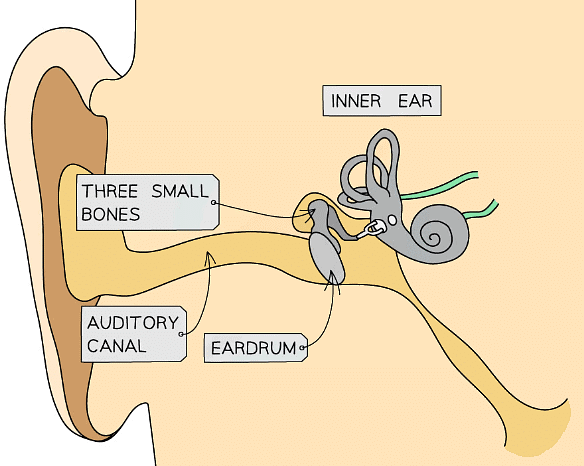 The human ear is made up of several components which turn sound waves into signals which the brain can interpret