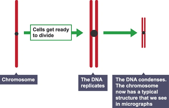 Notes: Cell Division | Biology for Grade 10