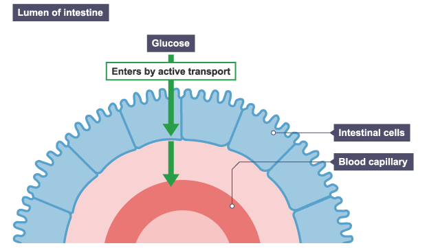 Active Transport - Biology for Grade 10 PDF Download