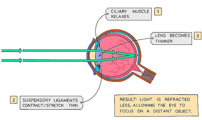 Diagram showing the eye when an object is far away
