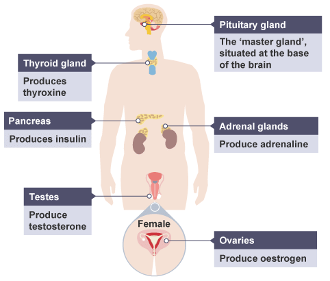 Human Endocrine System | Biology for Grade 10