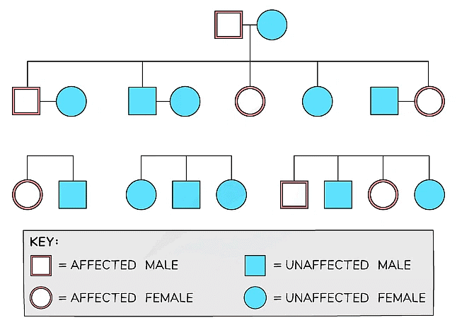 A family tree diagram