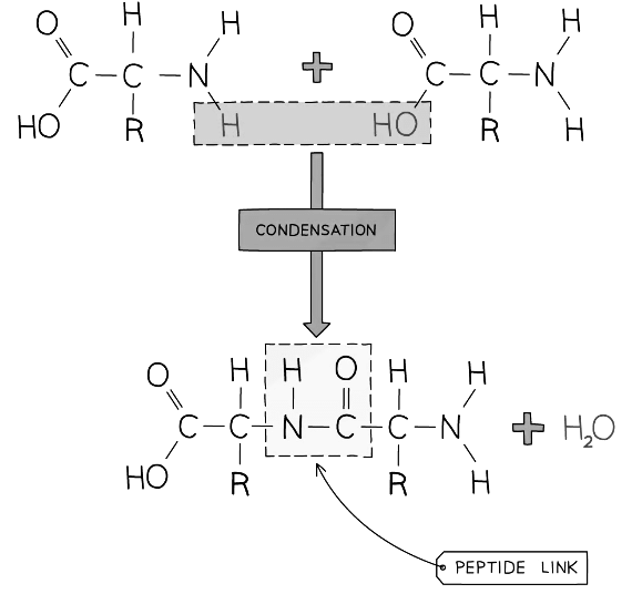 Diagram showing condensation polymerisation to produce a protein