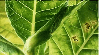 Tobacco mosaic virus infects chloroplasts in the leaves of plants