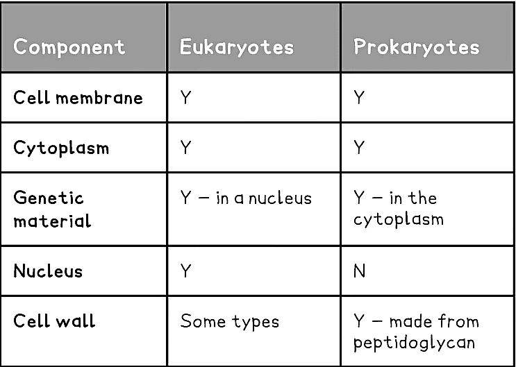Prokaryotic Cells