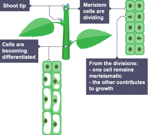 Notes: Cell Division | Biology for Grade 10