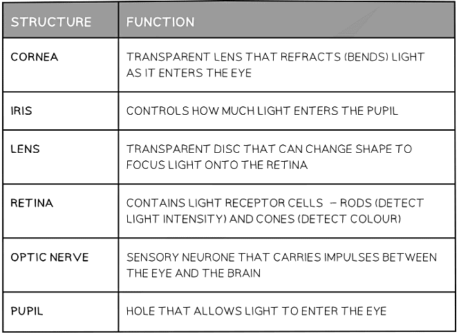 The Eye | Biology for Grade 10