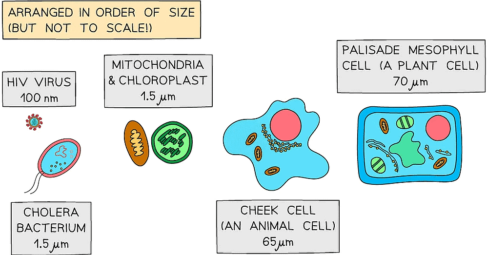 Scale & the Size of Cells