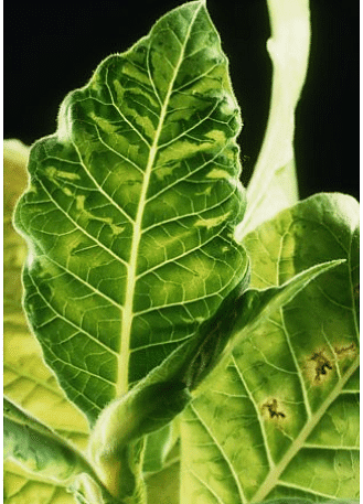 Tobacco mosaic virus (TMV) chlorosis seen in a backlit tobacco leaf (Nicotiana tabacum)