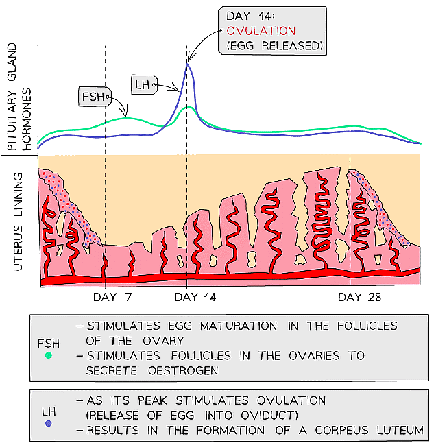 Changes in the levels of the pituitary hormones FSH and LH in the blood during the menstrual cycle