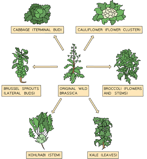 An example of selective breeding in plants