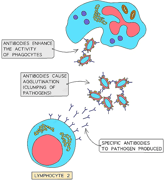 Phagocytes engulf and digest all the pathogens that they come across, they can be enhanced by antibody production