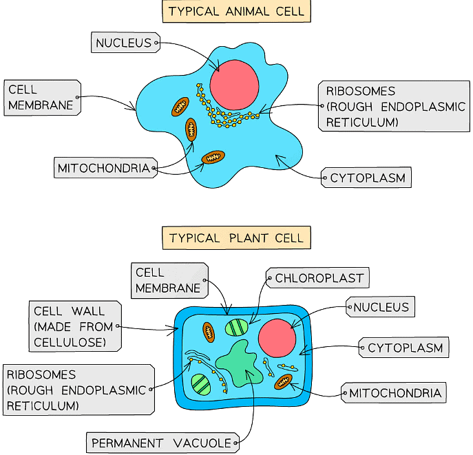 Eukaryotic Cells