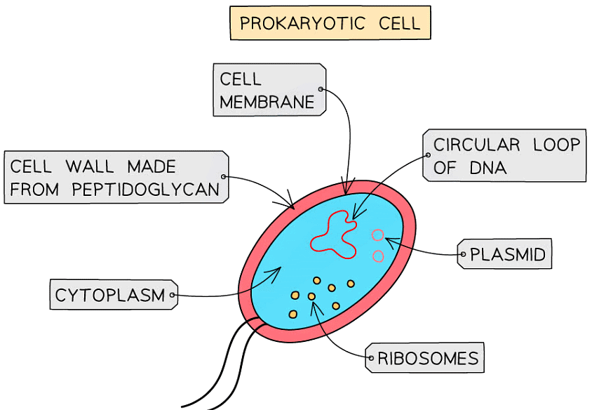 Prokaryotic Cells