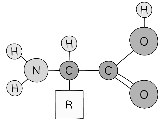 he structure of naturally occurring amino acids have an amino group on the second carbon along from the carboxyl group. The R represents a varying side group.