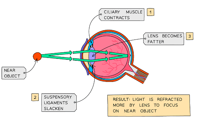 Diagram showing the eye when an object is close up
