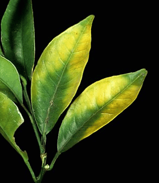 Chlorosis in orange leaves caused by magnesium deficiency