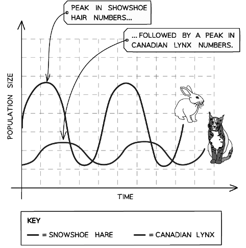 An example of a graph used to model a predator-prey cycle between the Canadian lynx and the snowshoe hare