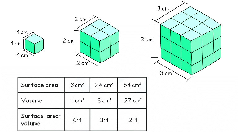 This diagram shows the surface area to volume ratio of three different sizes cubes