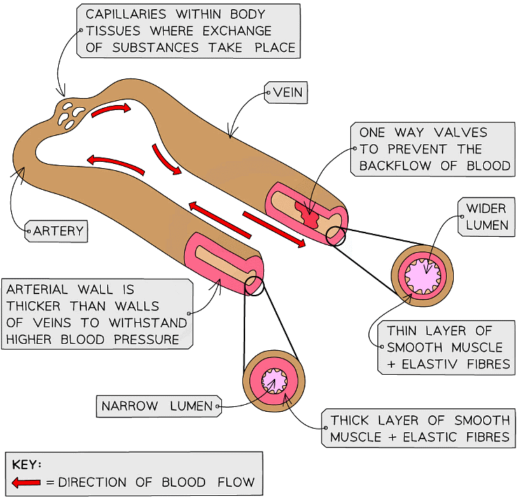 Blood Vessels and Blood | Biology for Grade 10
