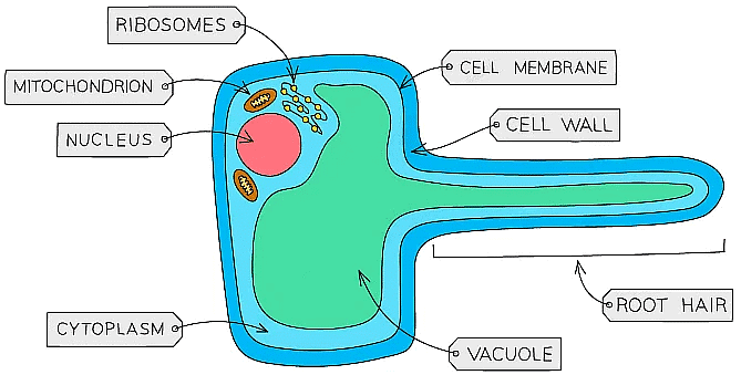 Cell Specialisation & Differentiation | Biology for Grade 10