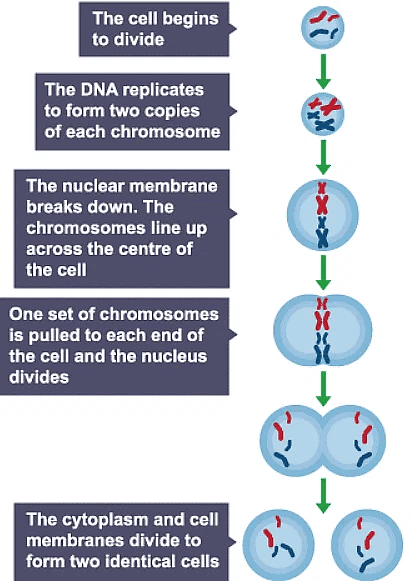 Notes: Cell Division | Biology for Grade 10