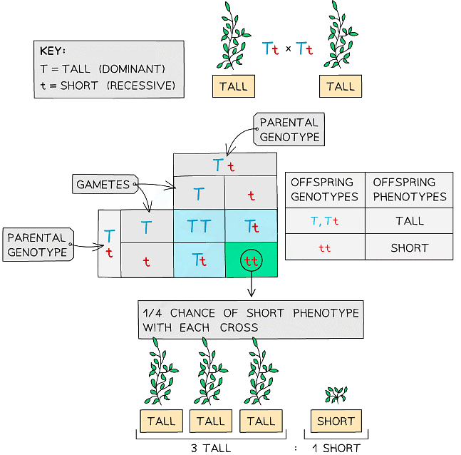 A genetic cross diagram (F2 generation)