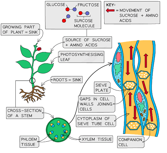Translocation through the phloem moves cell sap from the leaves to other regions of the plant
