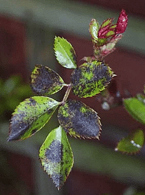 Rose black spot fungus causes black and purple spots on leaves