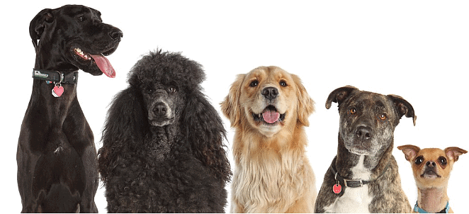 All these breeds of dog are the results of selective breeding from a common ancestor