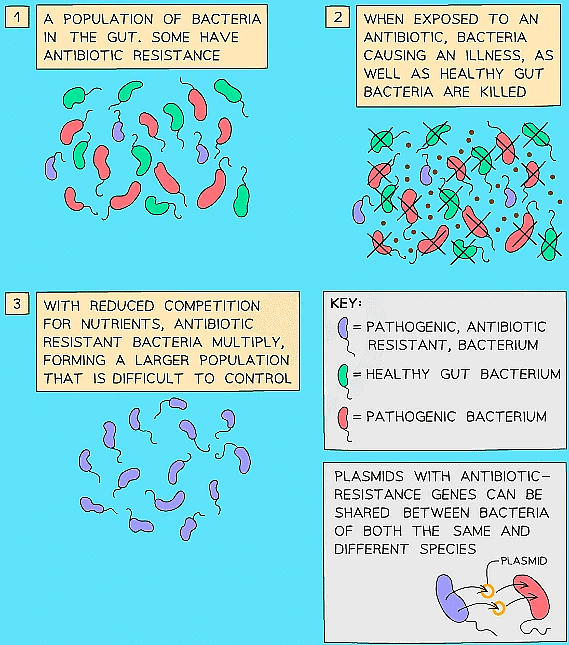 Bacteria evolve rapidly as they reproduce quickly and acquire random mutations - some of which confer resistance