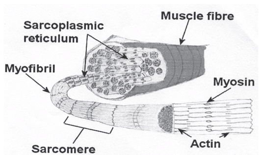 Important Questions: Fundamentals of Anatomy, Physiology and Kinesiology in Sports | Physical Education Class 11 (XI) - CBSE and NCERT Curriculum