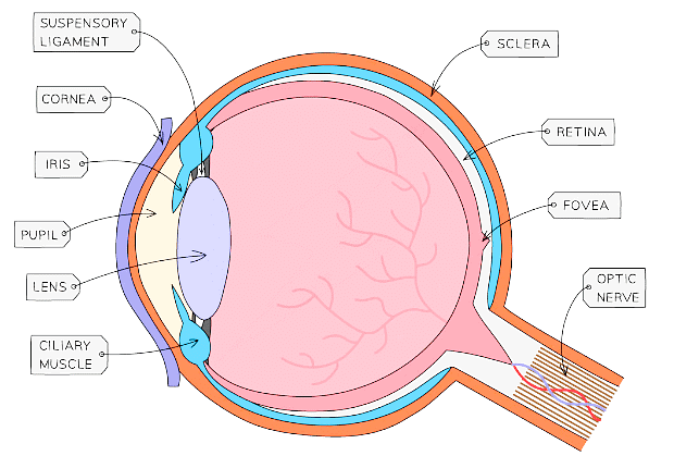 The eye is an organ made from several different types of tissue. All of the structures function together to allow light to hit the retina, which sends signals to the brain