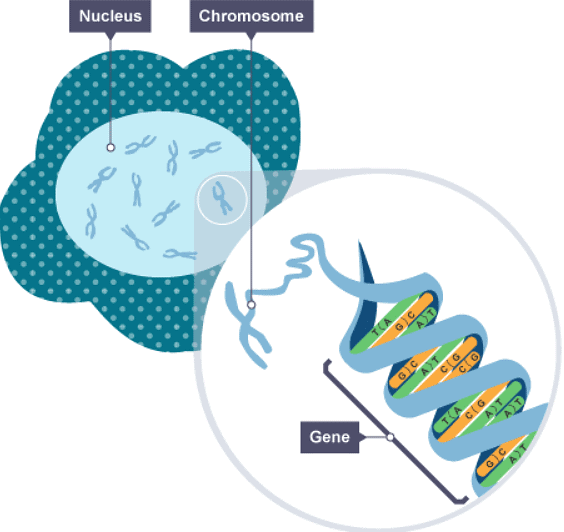 Notes: Cell Division | Biology for Grade 10