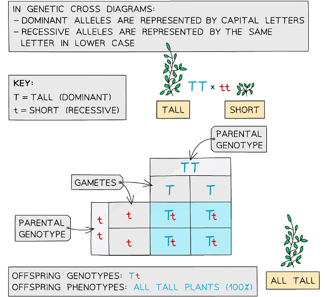 A pure-breeding genetic cross in pea plants