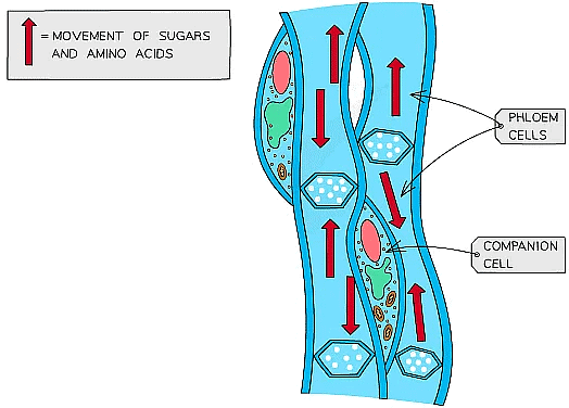 Cell Specialisation & Differentiation | Biology for Grade 10