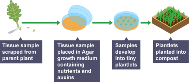 Notes: Cell Division | Biology for Grade 10