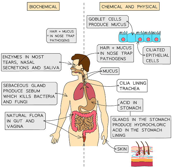 The different mechanisms can be divided into biochemical and physical defences