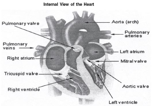 Important Questions: Fundamentals of Anatomy, Physiology and Kinesiology in Sports | Physical Education Class 11 (XI) - CBSE and NCERT Curriculum