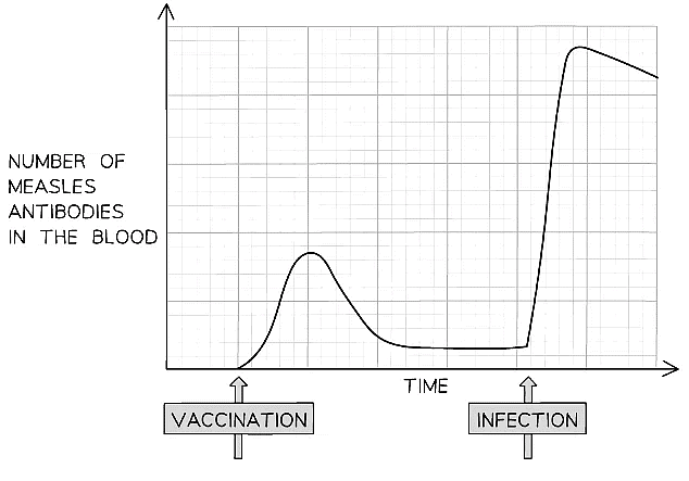 Graph showing the number of measles antibodies in the blood following vaccination and infection