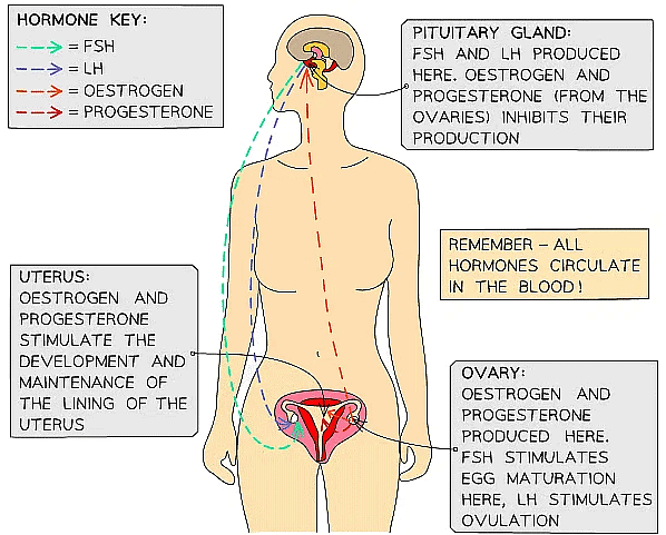 Remember that hormones travel around the body in the bloodstream but only have an effect on a target organ
