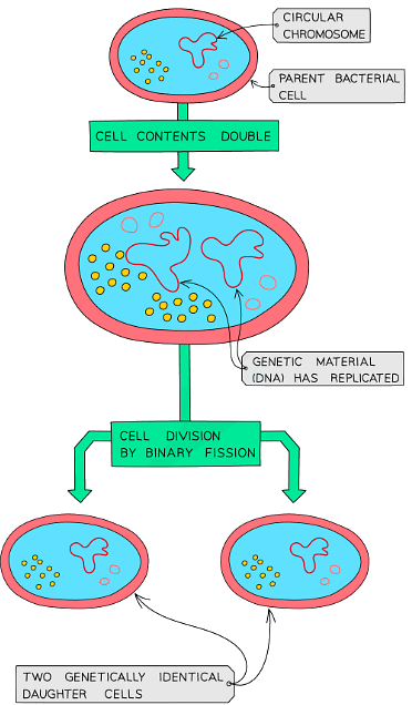 Culturing Microorganisms | Biology for Grade 10