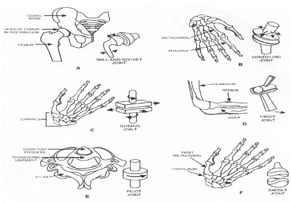 Important Questions: Fundamentals of Anatomy, Physiology and Kinesiology in Sports | Physical Education Class 11 (XI) - CBSE and NCERT Curriculum